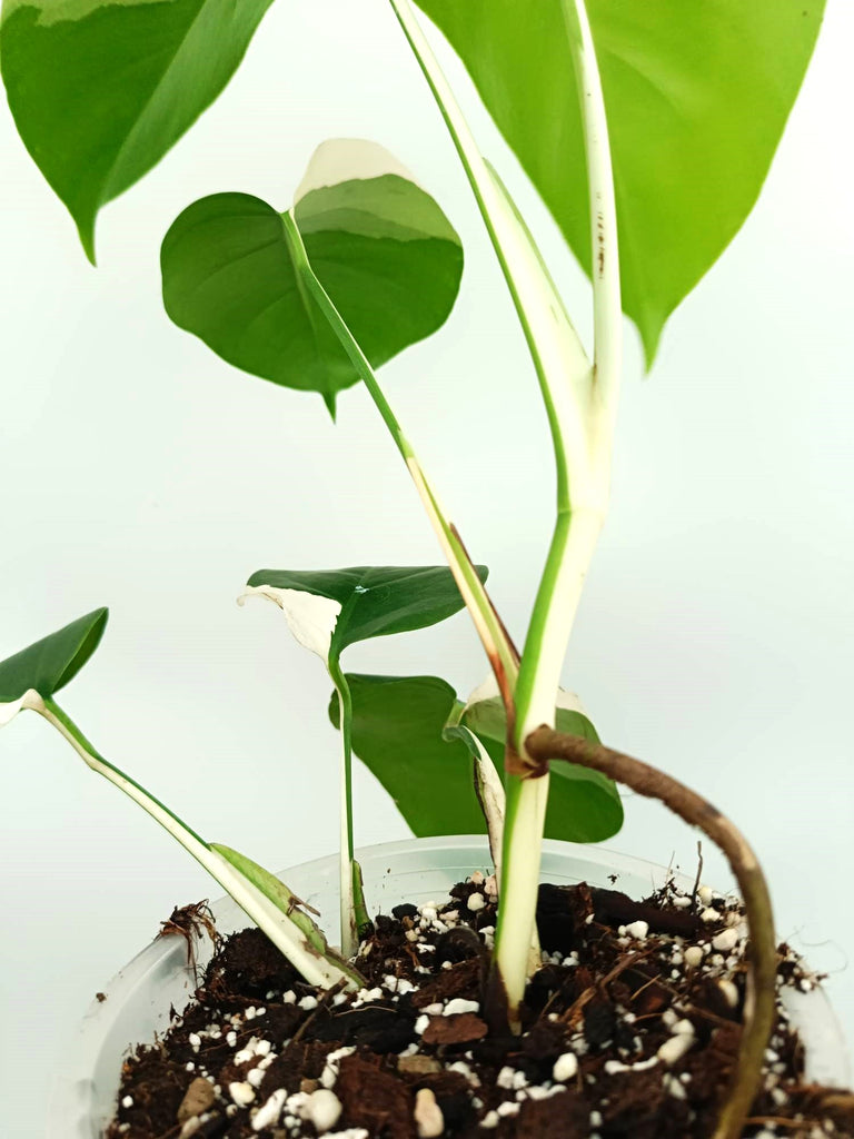 Monstera albo variegata SOLID WHITE