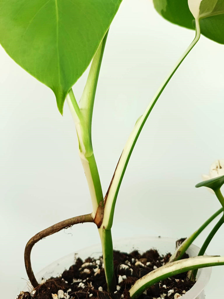 Monstera albo variegata SOLID WHITE
