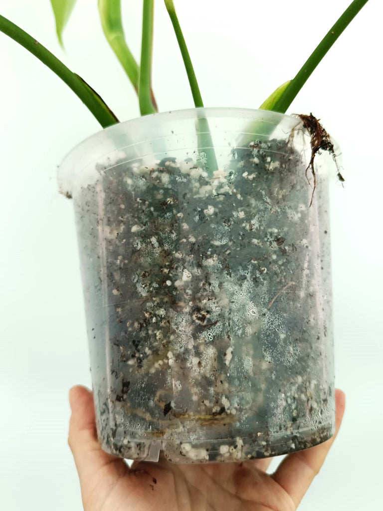 Monstera albo variegata SOLID WHITE