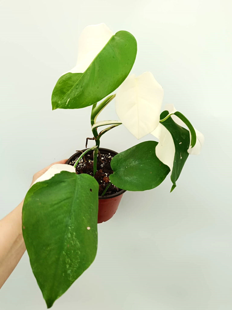 Monstera albo variegata SOLID WHITE