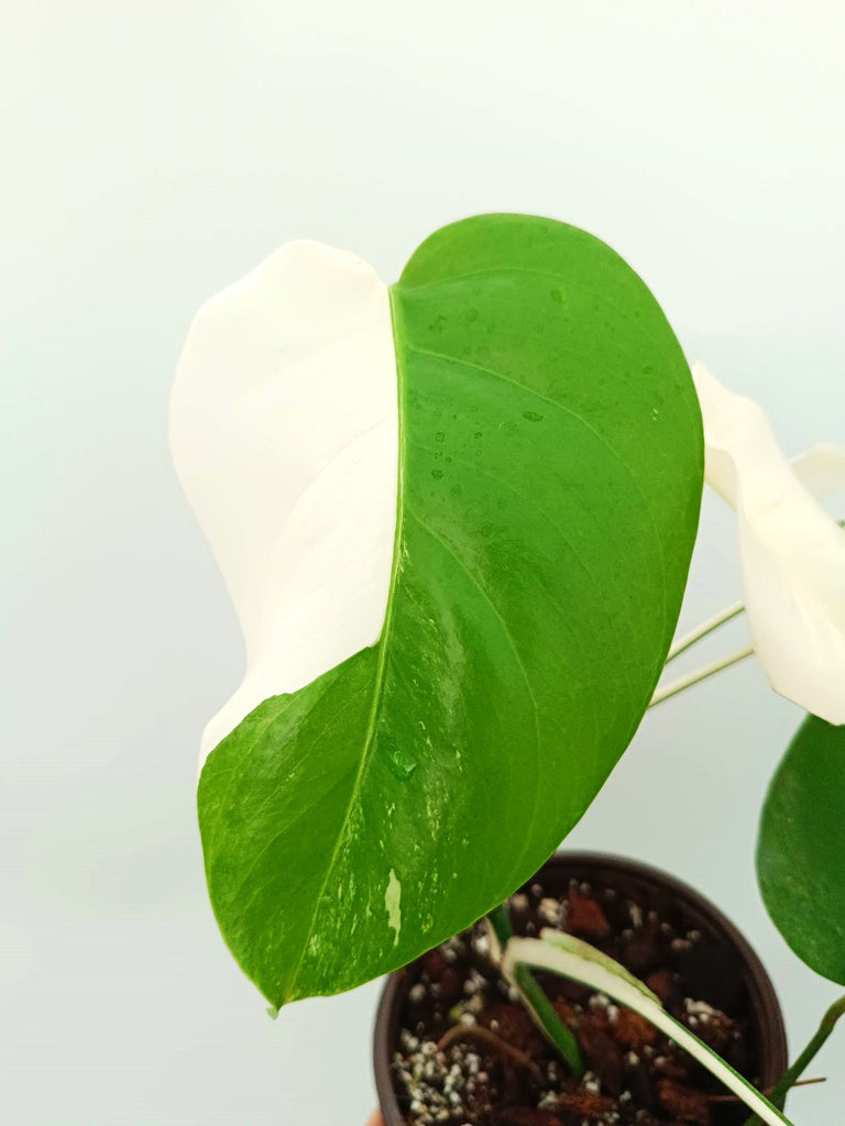 Monstera albo variegata SOLID WHITE