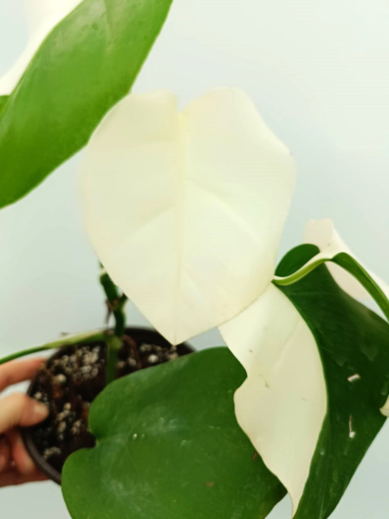 Monstera albo variegata SOLID WHITE