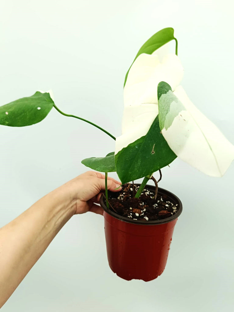 Monstera albo variegata SOLID WHITE