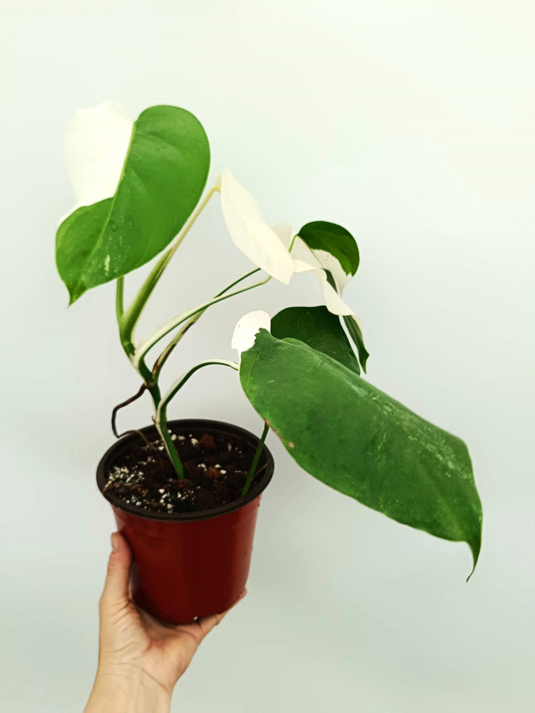 Monstera albo variegata SOLID WHITE