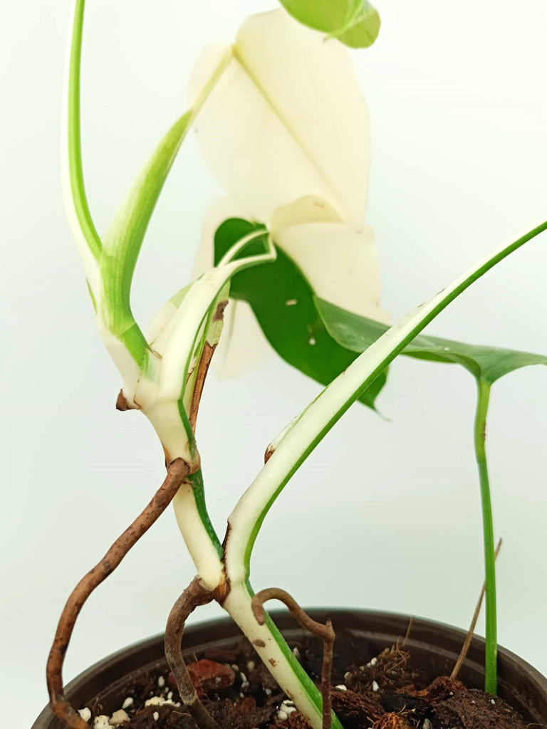 Monstera albo variegata SOLID WHITE