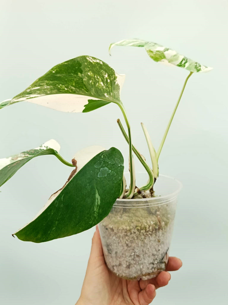 Monstera albo variegata EXTRA WHITE