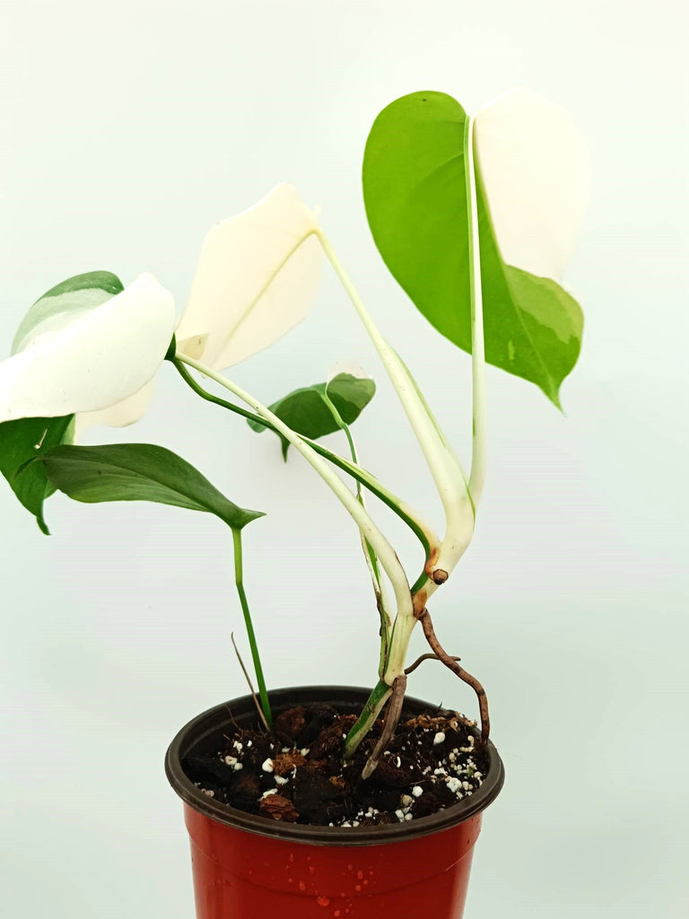 Monstera albo variegata SOLID WHITE