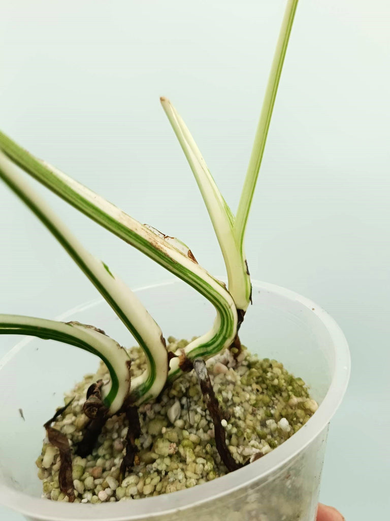 Monstera albo variegata EXTRA WHITE