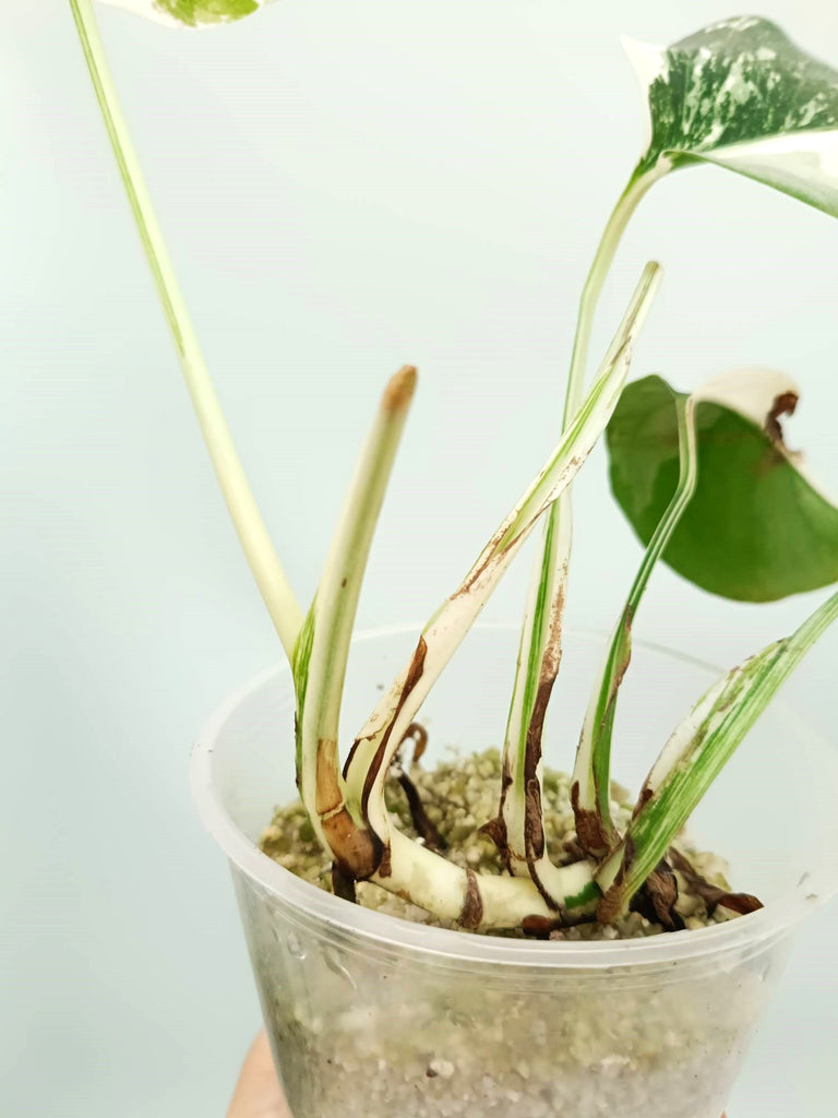 Monstera albo variegata EXTRA WHITE