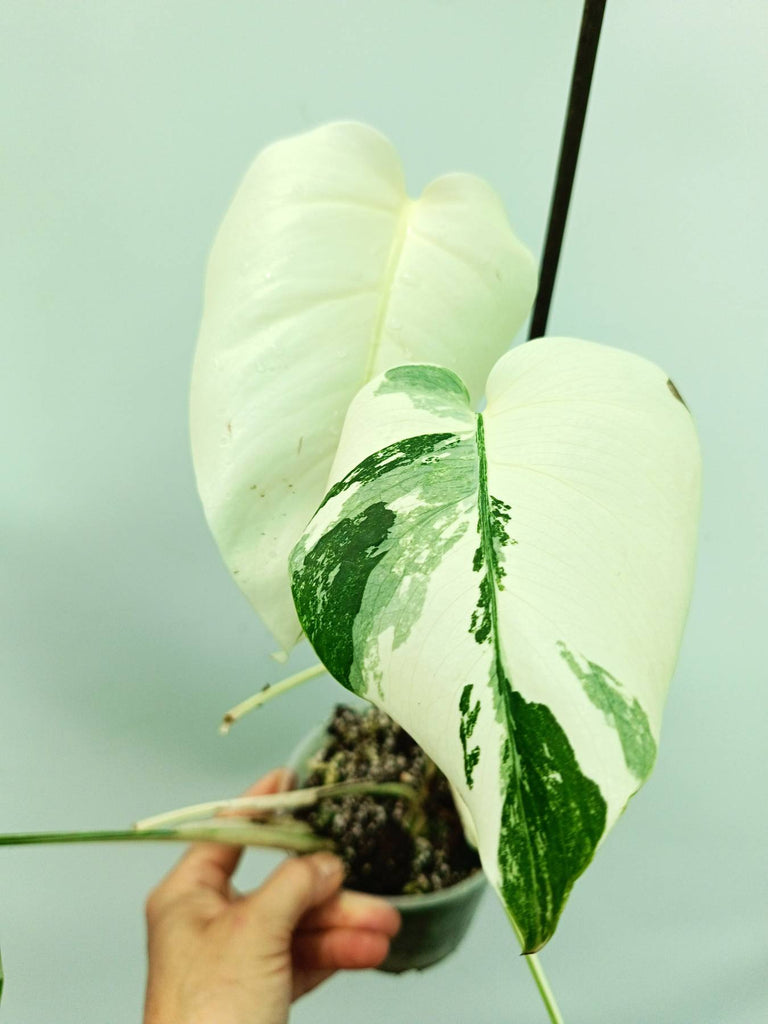 Monstera albo variegata EXTRA WHITE