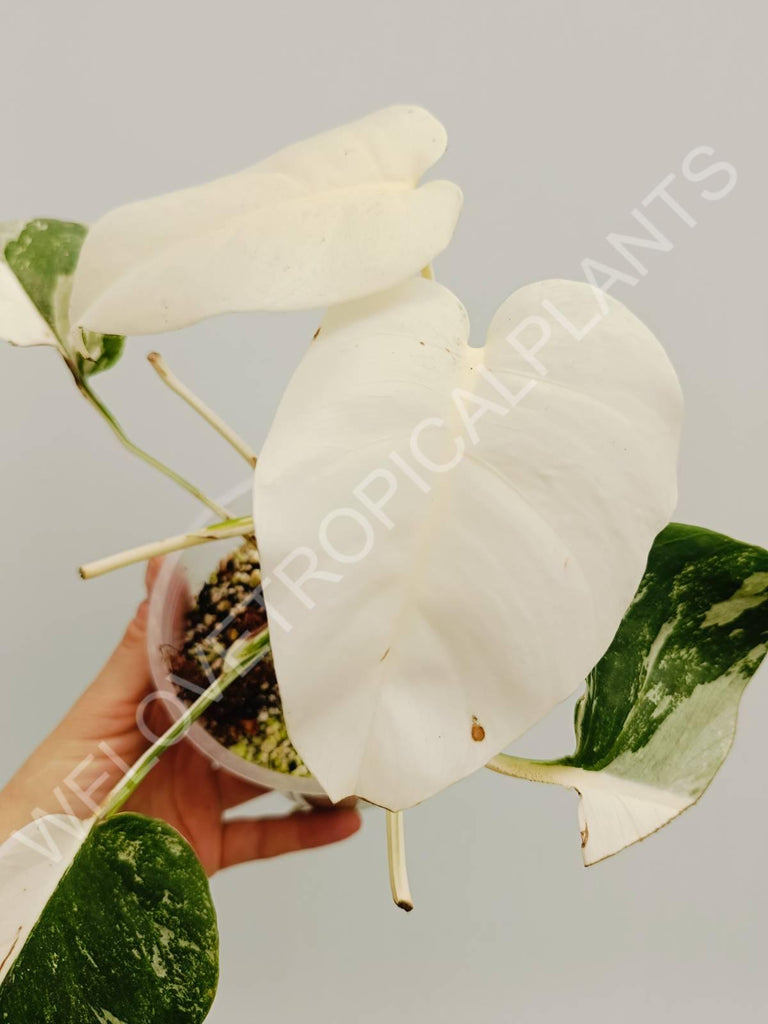 Monstera variegata albo extra white