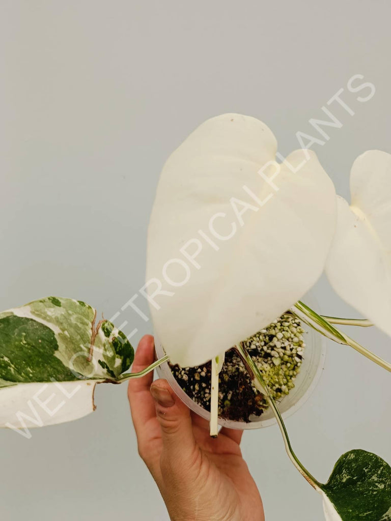 Monstera variegata albo extra white