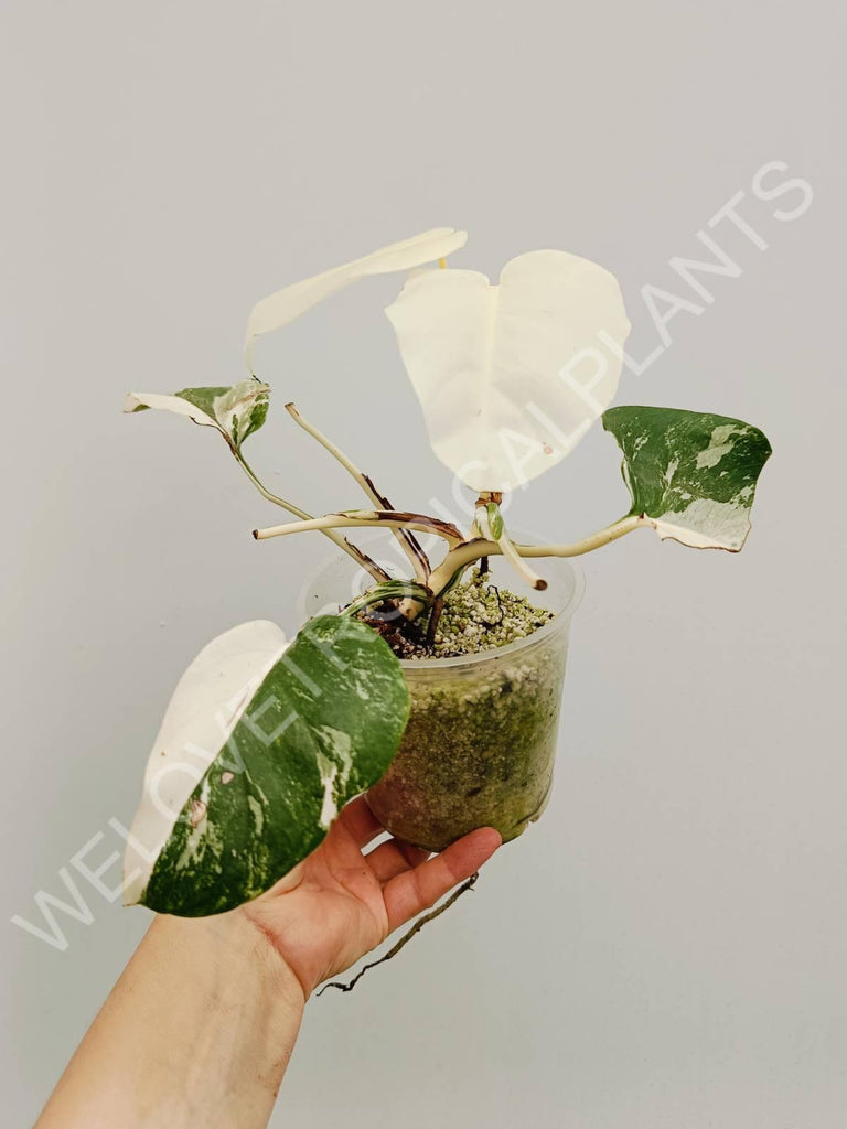 Monstera variegata albo extra white