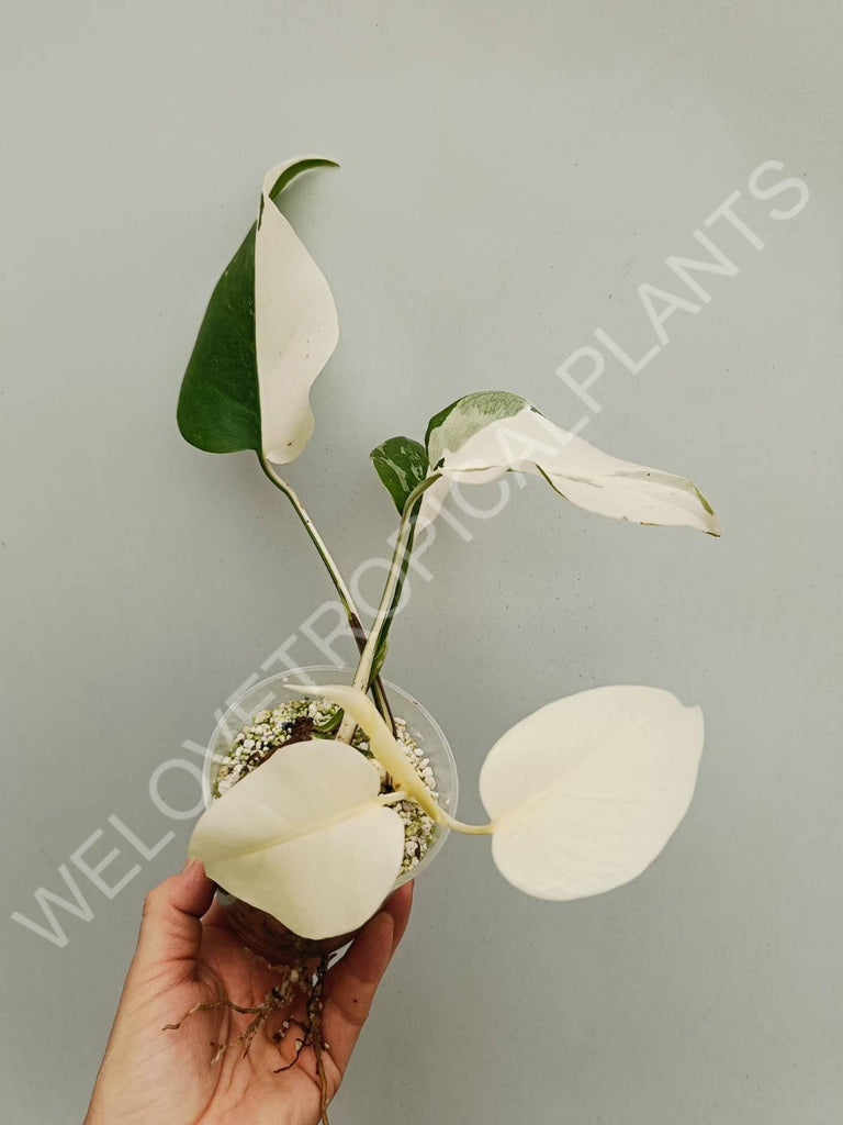 Monstera variegata albo extra white