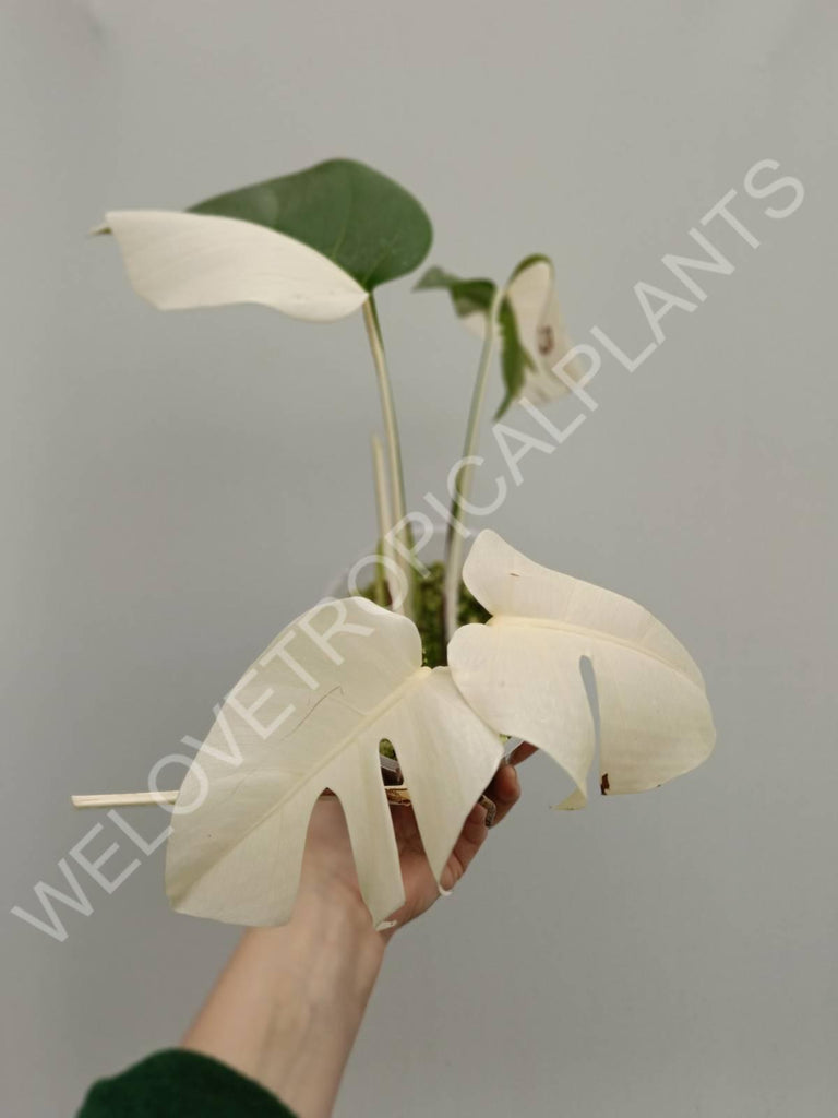 Monstera variegata albo extra white