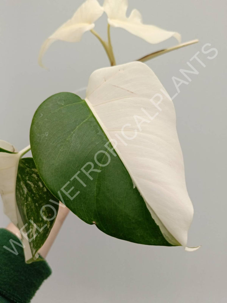 Monstera variegata albo extra white