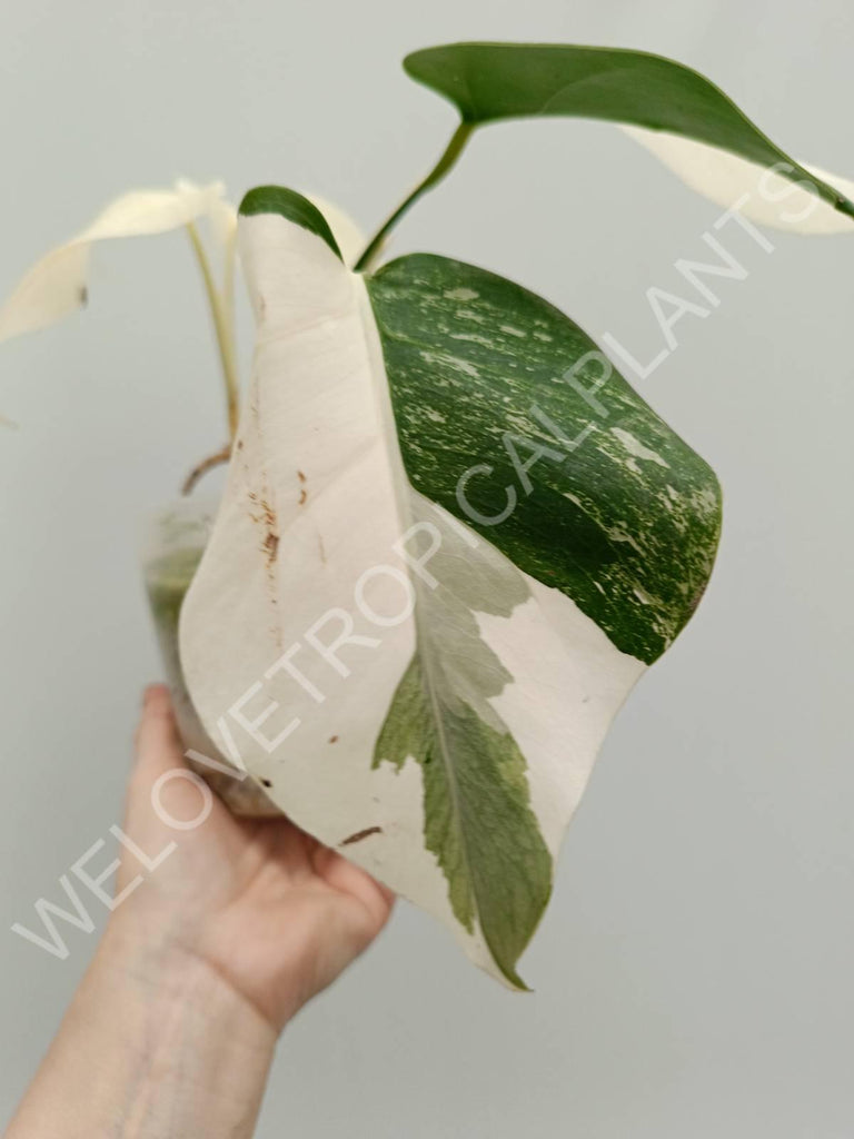 Monstera variegata albo extra white