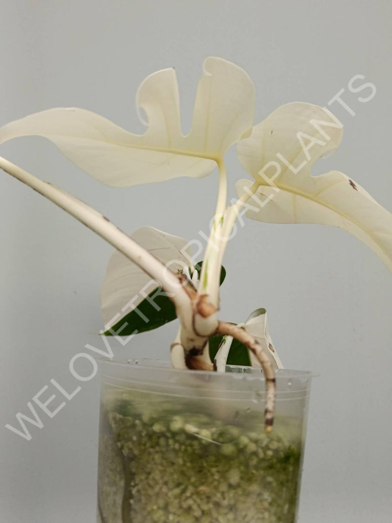 Monstera variegata albo extra white