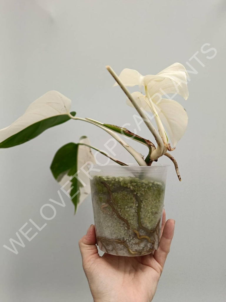 Monstera variegata albo extra white