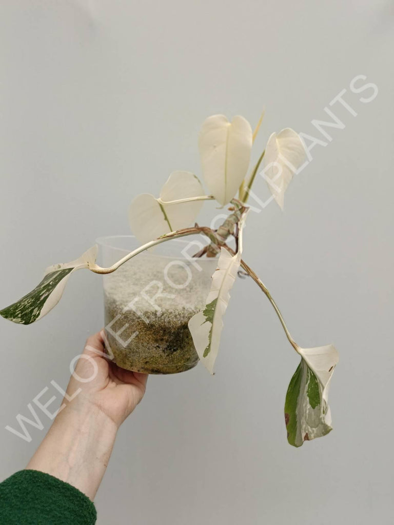 Monstera variegata albo extra white