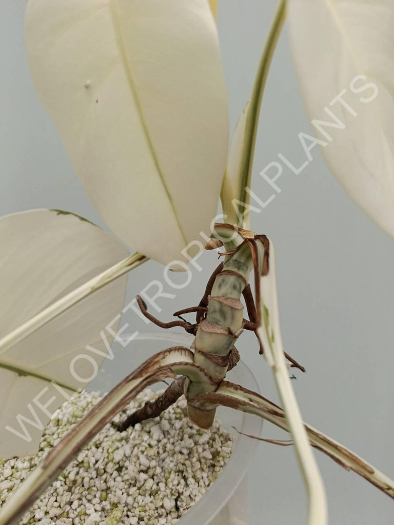 Monstera variegata albo extra white