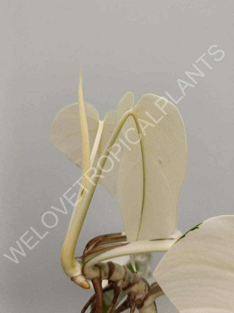 Monstera variegata albo extra white