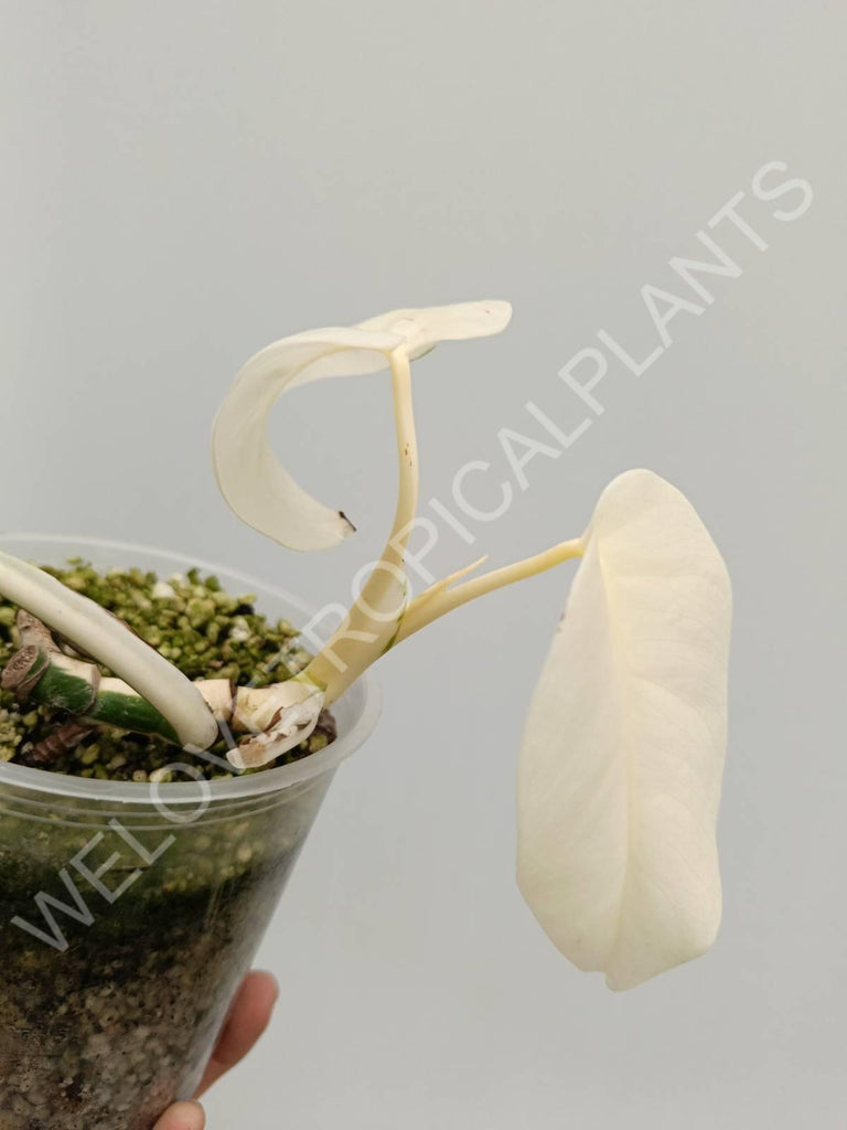 Monstera variegata albo extra white