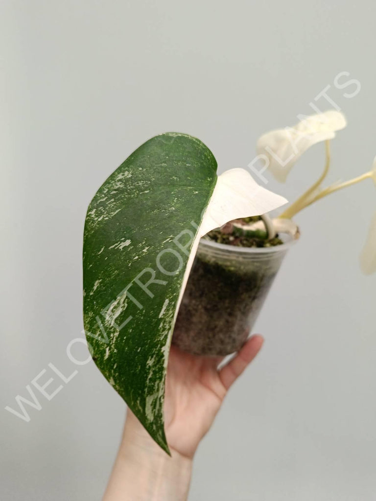 Monstera variegata albo extra white