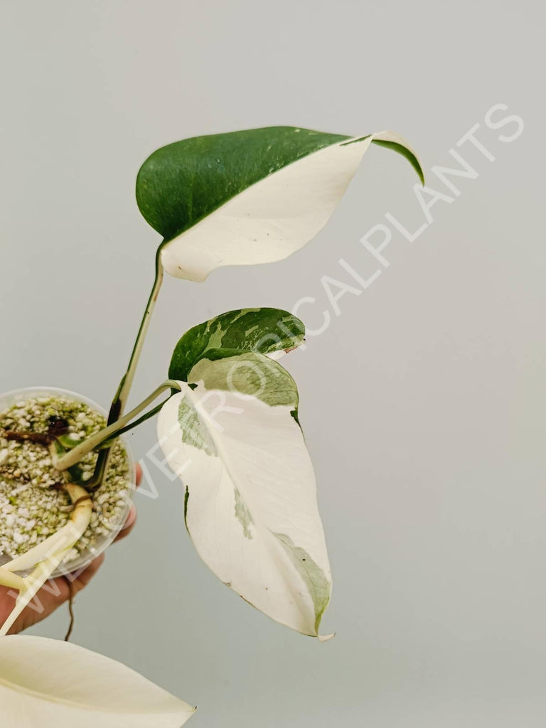 Monstera variegata albo extra white