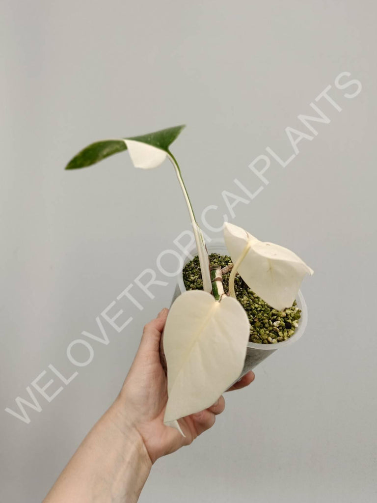 Monstera variegata albo extra white