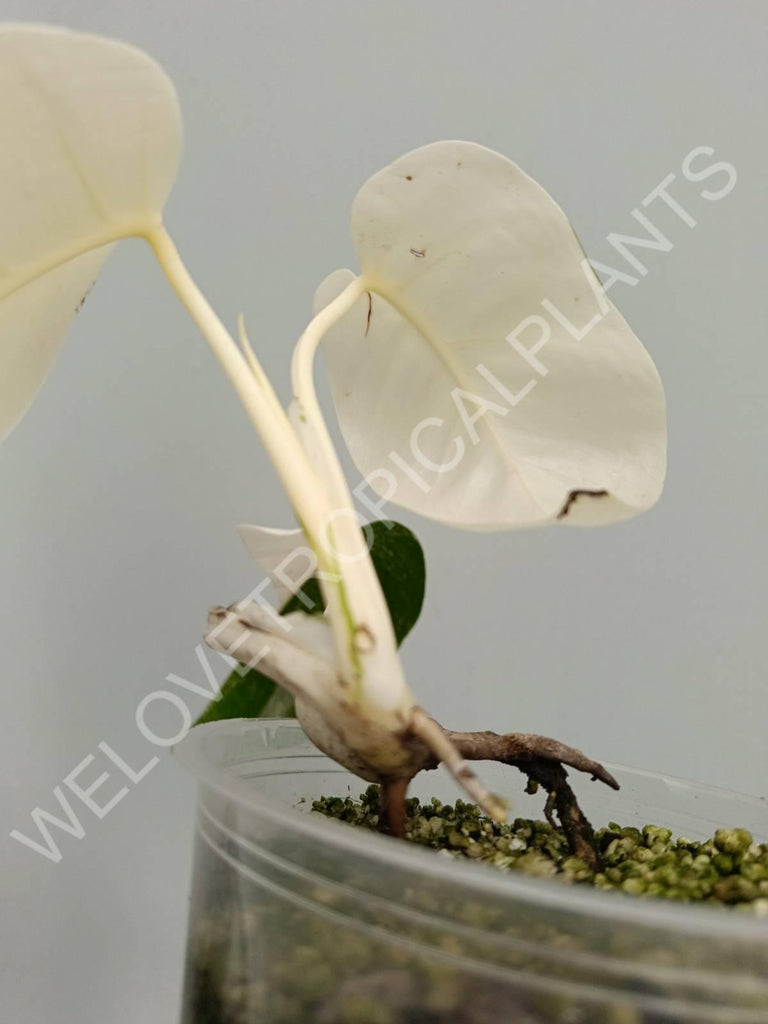 Monstera variegata albo extra white