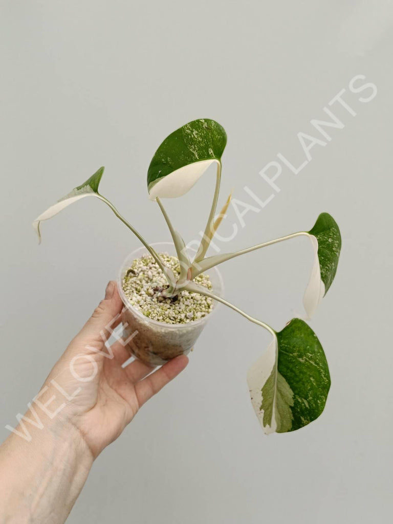 Monstera variegata albo halfmoon