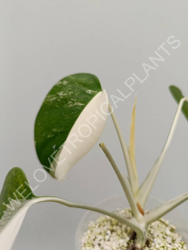 Monstera variegata albo halfmoon