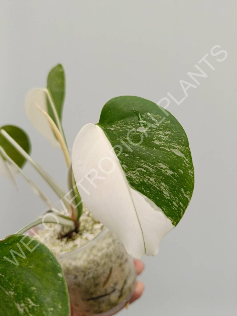 Monstera variegata albo halfmoon