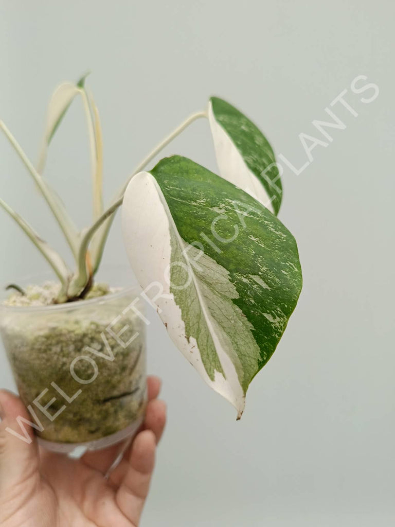 Monstera variegata albo halfmoon