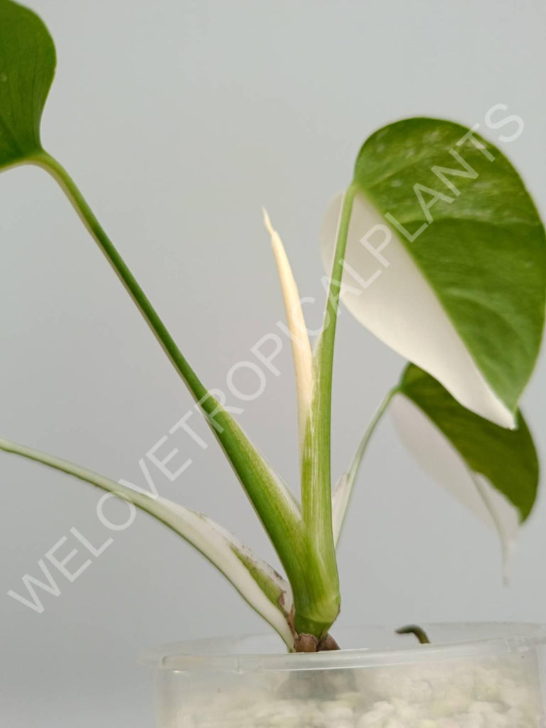 Monstera variegata albo halfmoon