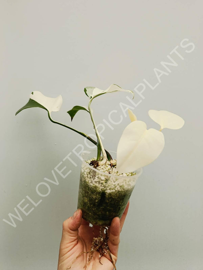 Monstera variegata albo extra white