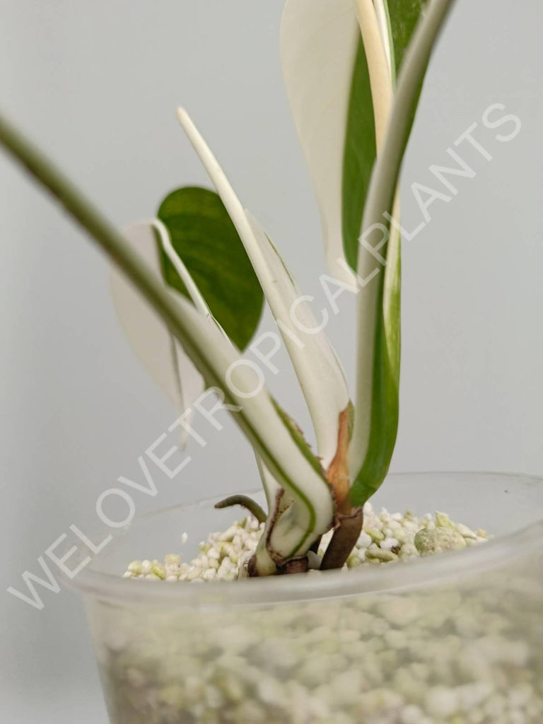 Monstera variegata albo halfmoon