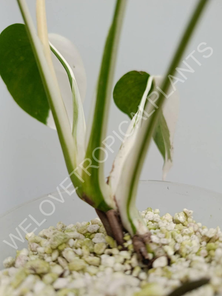 Monstera variegata albo halfmoon