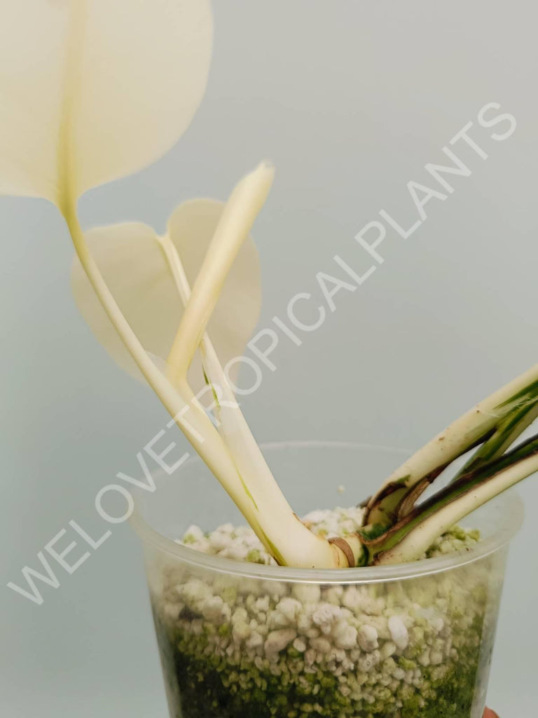 Monstera variegata albo extra white