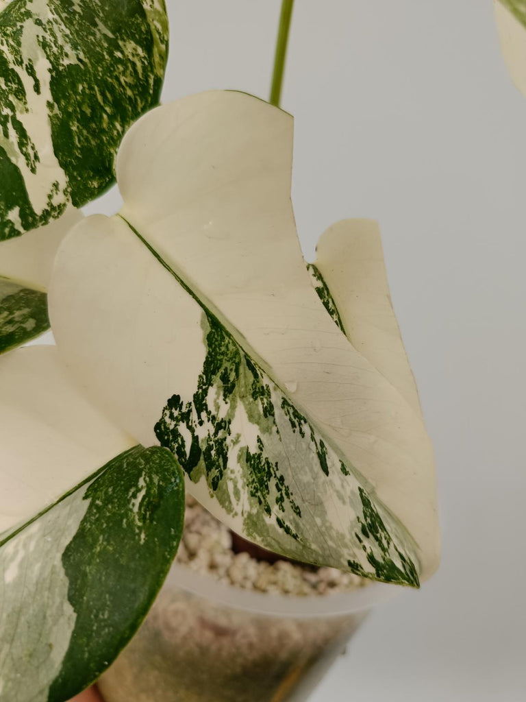 Monstera deliciosa variegata albo halfmoon