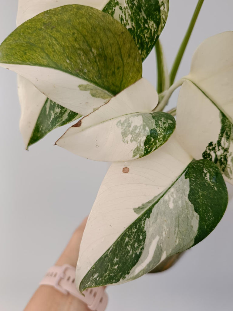 Monstera deliciosa variegata albo halfmoon