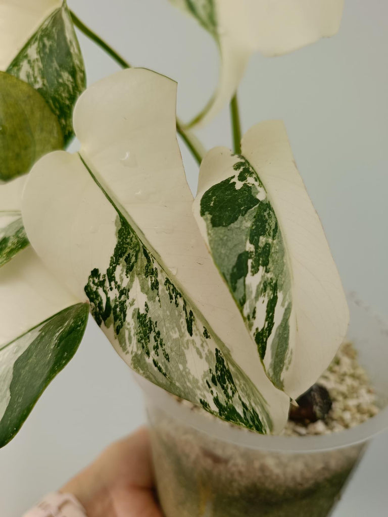 Monstera deliciosa variegata albo halfmoon