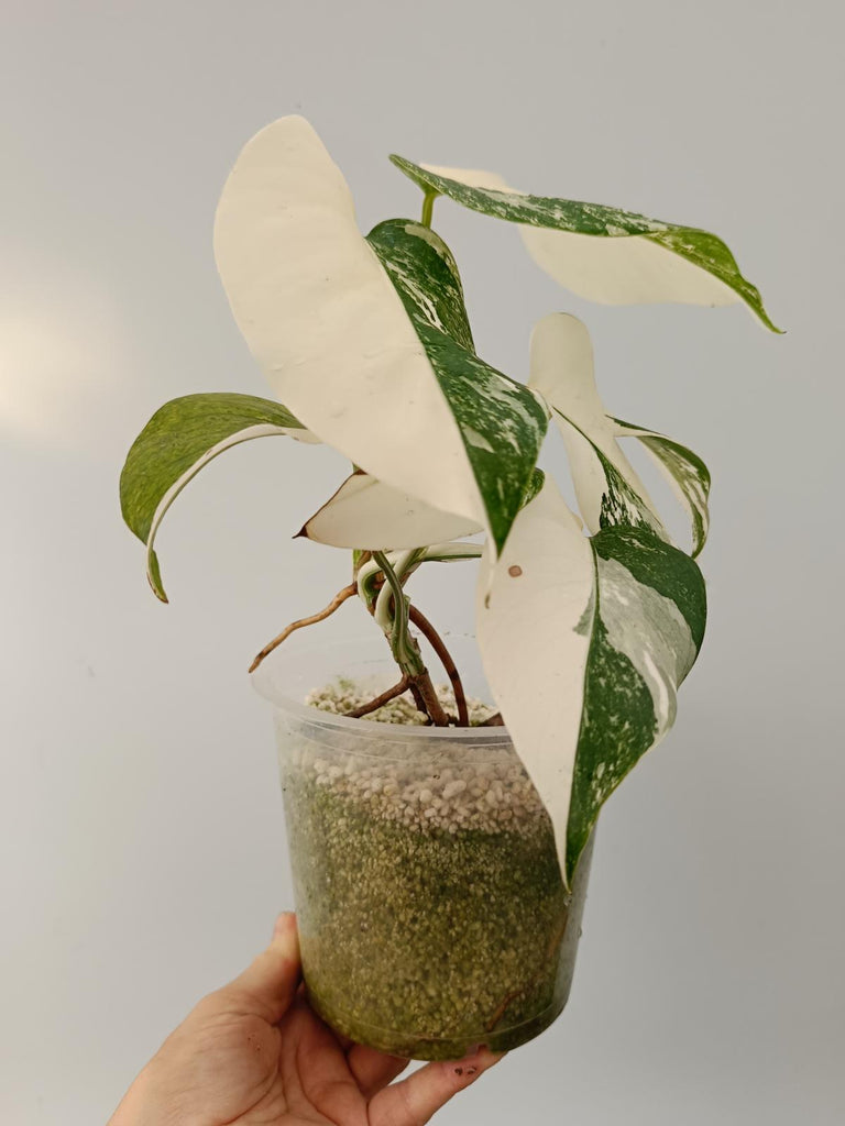 Monstera deliciosa variegata albo halfmoon