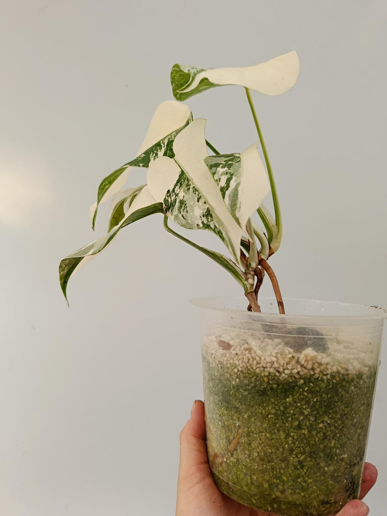 Monstera deliciosa variegata albo halfmoon