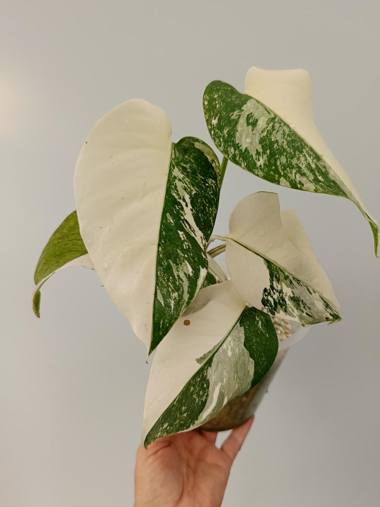 Monstera deliciosa variegata albo halfmoon