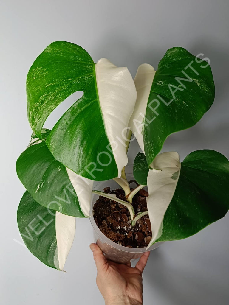 Monstera variegata albo halfmoon