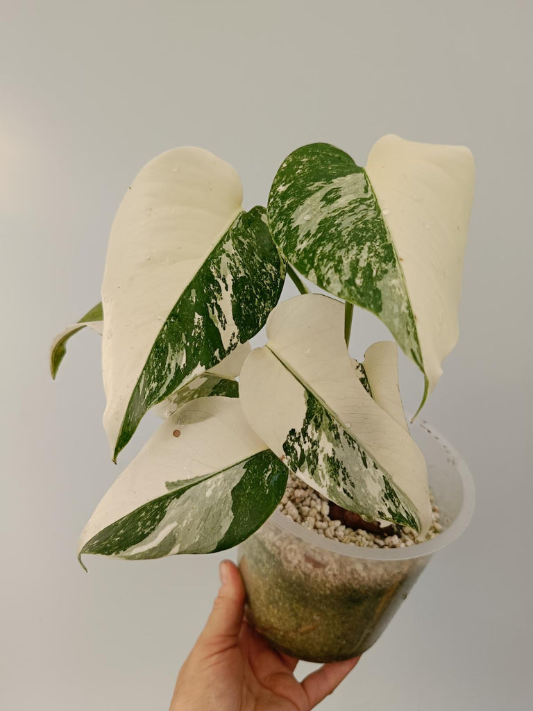 Monstera deliciosa variegata albo halfmoon