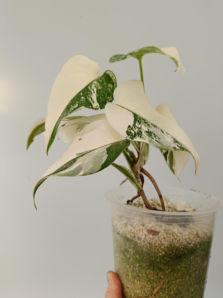 Monstera deliciosa variegata albo halfmoon