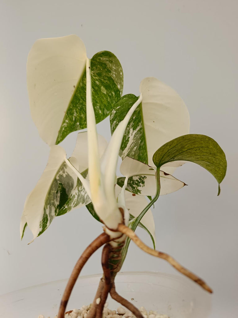 Monstera deliciosa variegata albo halfmoon